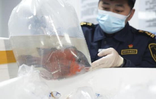 African ornamental fish enters central China's Hunan market 