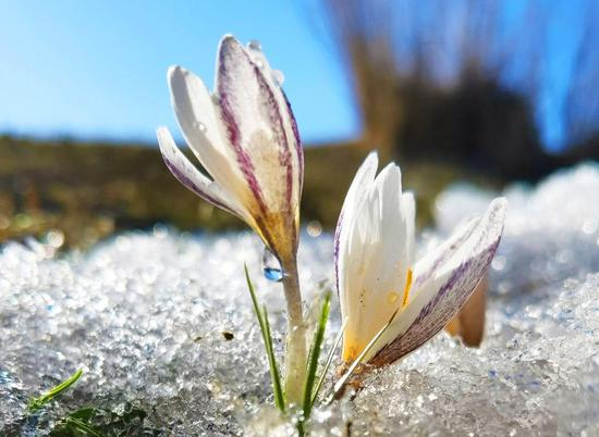 'First flower of spring' blooms in Xinjiang