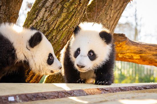 Giant panda cub twins venture out for first time at Berlin Zoo