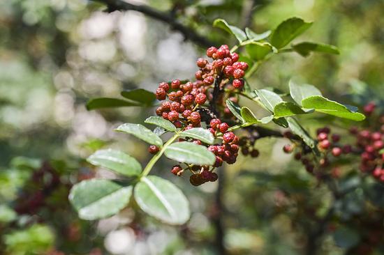 Oldest Sichuan pepper seeds unearthed