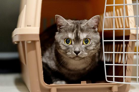 Pets allowed on high-speed railway trains