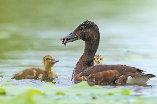 Number of rare diving duck soars
