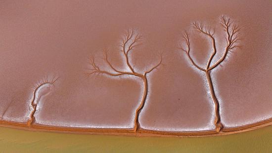 'Tidal tree' patterns emerge at Yellow River estuary wetland