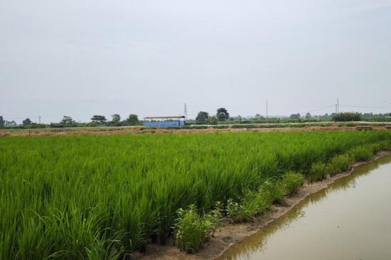 Rice-crayfish farming pushes rural vitalization