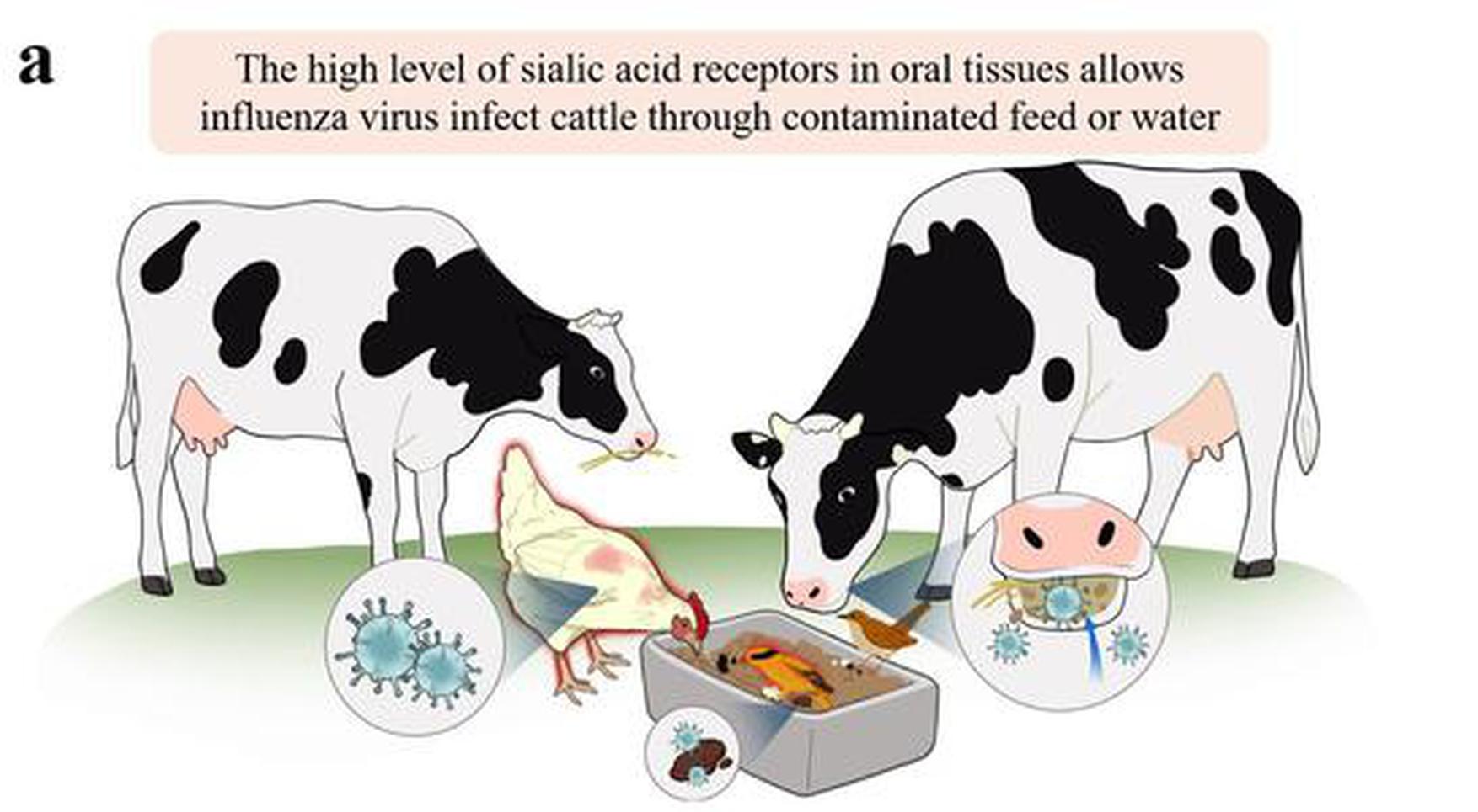 China's scientists make breakthrough on how H5N1 influenza occurred in the U.S.