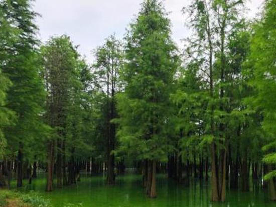Rich nations urged to back green growth of developing countries