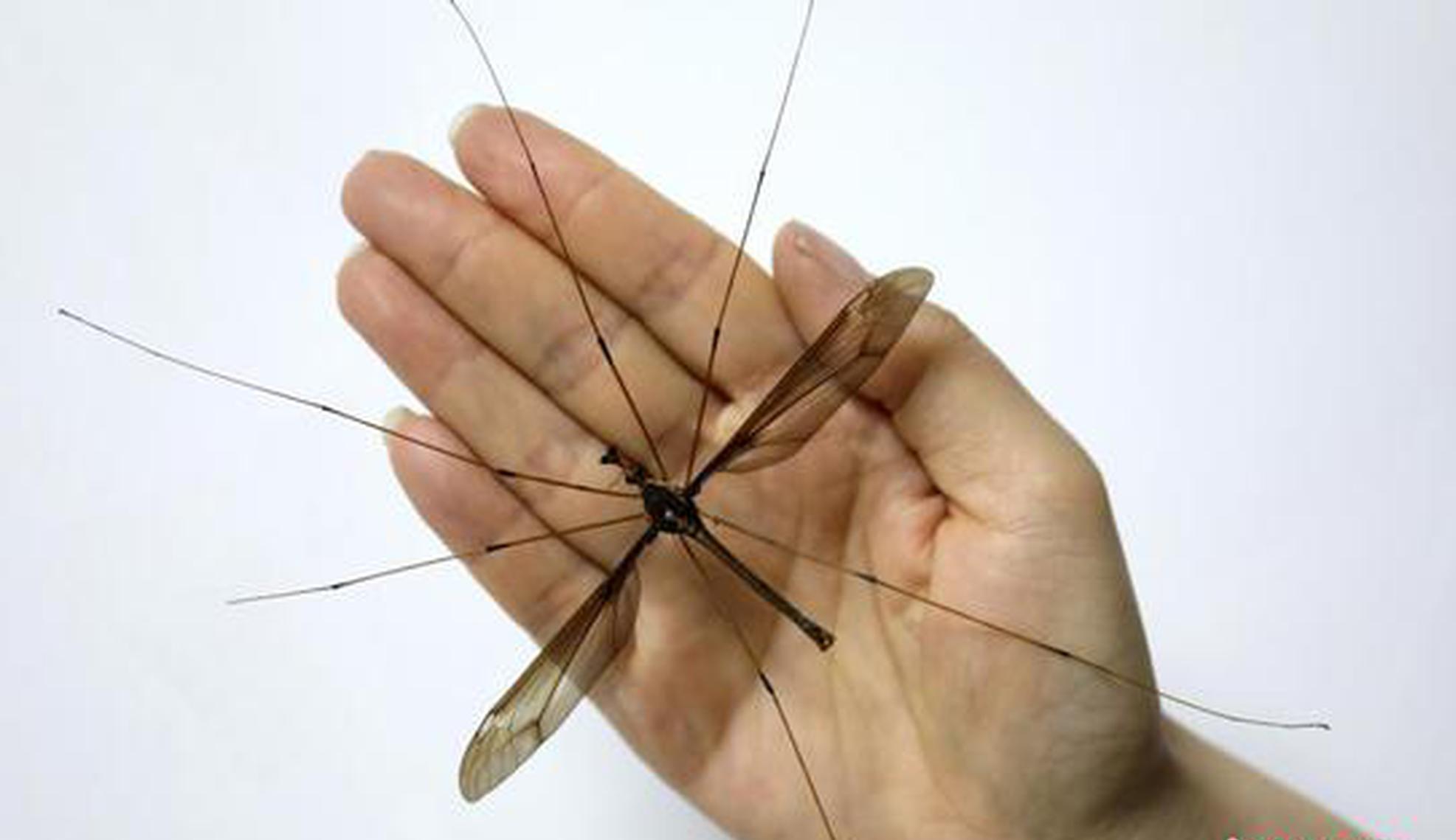 Health alert issued over chikungunya case in Foshan
