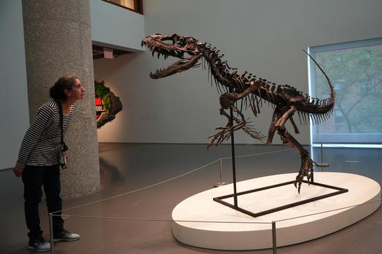 Sotheby's New York to auction rare juvenile Ceratosaurus nasicornis skeleton