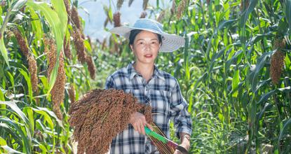 Waves of red sorghum signal harvest joy in southwest China