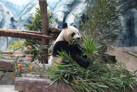 Pandas welcome visiting athletes ahead of 2025 Chengdu World Games