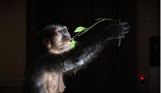 'Grandmother of humanity' Lucy on display in Europe for the first time