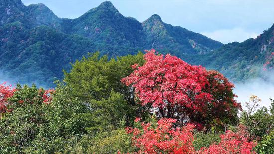 Exploring stunning autumn scenery on Cuihua Mountain in northwest China