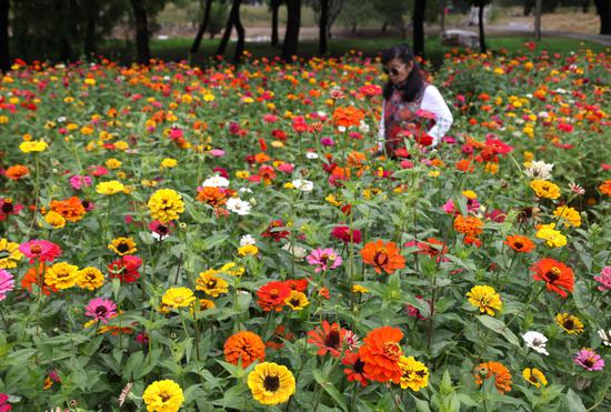 Exploring romantic flower sea in autumn at Yuanmingyuan Park 