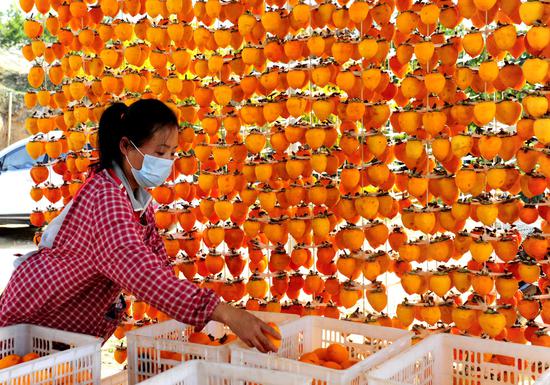 Exploring sweet persimmons during harvest season
