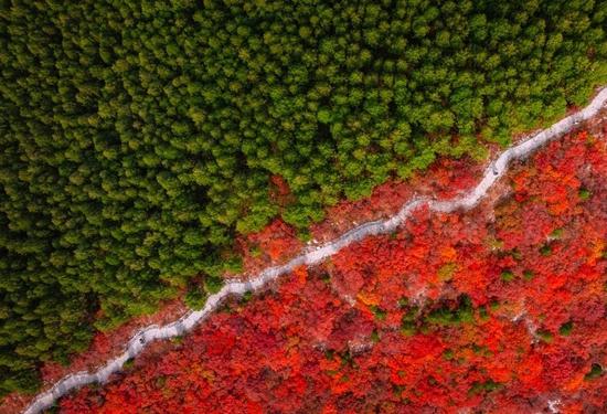 Exploring fiery autumn scenery across China