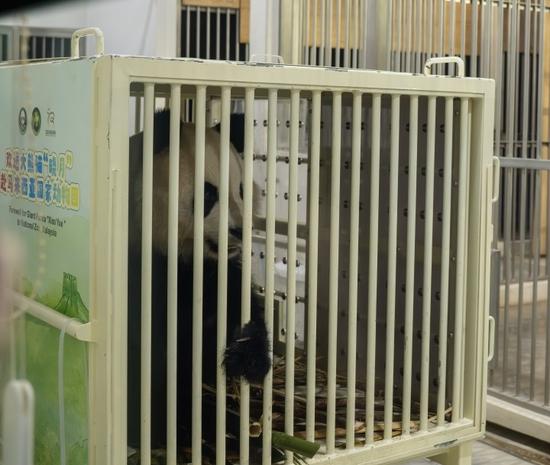 Giant pandas Chen Xing, Xiao Yue arrive in Malaysia