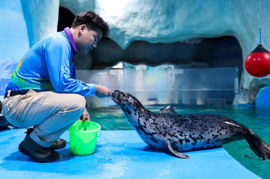 First artificially bred spotted seal on the Qinghai-Tibet Plateau enjoys the winter