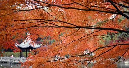 Red Maple leaves enter prime viewing period on Qixia Mountain in China's Nanjing