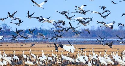 Exploring overwintering migratory birds in Poyang Lake