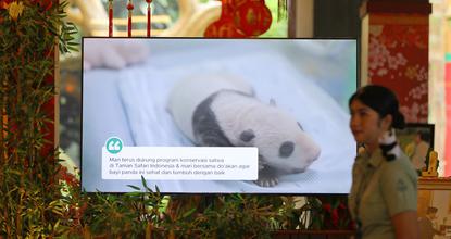 Indonesia welcomes its first locally born giant panda cub