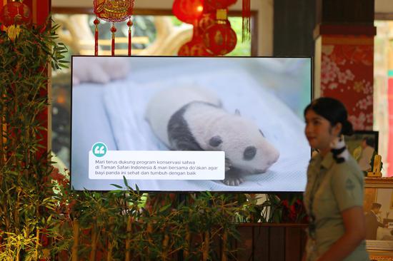 Indonesia welcomes its first locally born giant panda cub