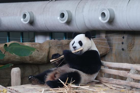 New giant panda pair makes public debut in Malaysia