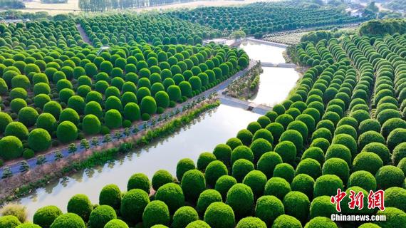 About 15,000 osmanthus trees were pruned into rounded shapes in Hangzhou City, Zhejiang Province, in May 2025. (File photo/ China News Service)