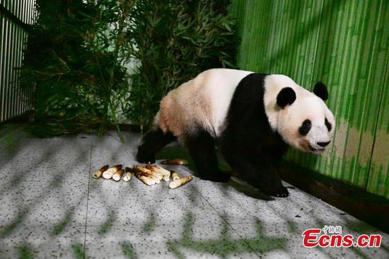 Giant panda Lei Lei is pictured at the Ya'an base of China Conservation and Research Center for the Giant Panda in southwest China's Sichuan Province on Jan. 28, 2026. (Photo / Provided to China News Service)