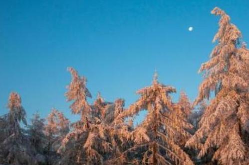 China's forest coverage reaches 241 million hectares, about 100 trees per person