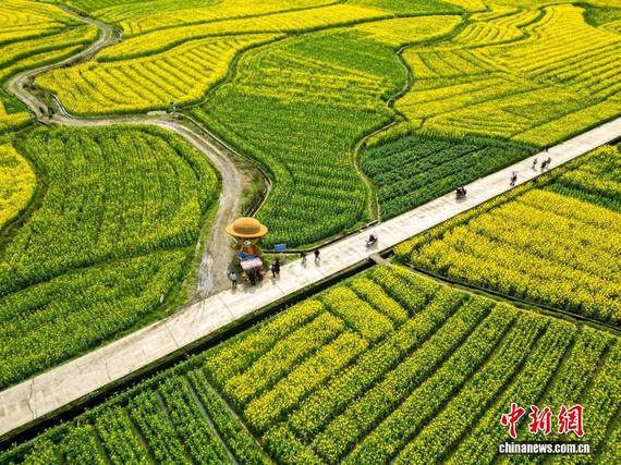 Rapeseed fields burst into bloom on March 4, 2026 in Huaihua City, Hunan Province. (Photo provided to China News Service)