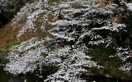 Over 1,000 Japanese citizens rally in Tokyo, urge gov't apology over Chinese embassy intrusion
