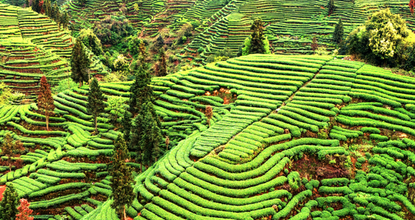 Picturesque view of tea garden in Sichuan