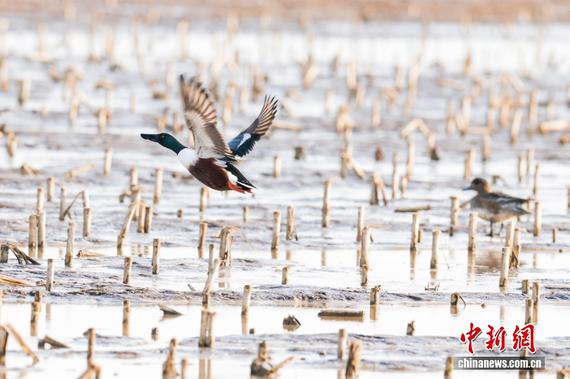 The Guanting Reservoir Wetland, located on the border of Beijing and Hebei, is an important stopover site along the East Asian–Australasian Flyway for migratory birds.(Photo/China News Service)