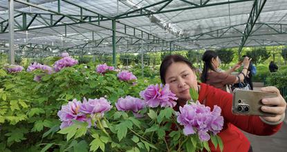 Taiwan tourists visit Shenzhou Peony Garden in C China