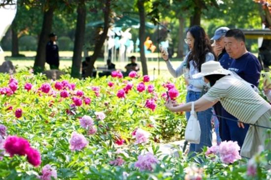 Kunming's 20,000 jacaranda trees paint city purple