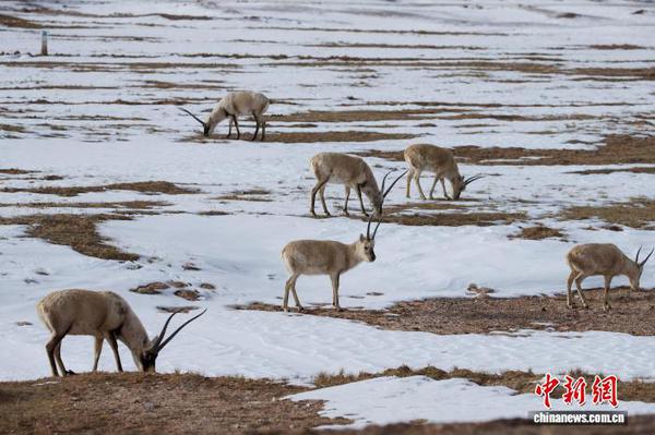 Tibetan antelopes forage in Hoh Xil, a UNESCO World Heritage site located in Yushu Tibetan Autonomous Prefecture, Qinghai Province, in March 2023. (File photo/China News Service)