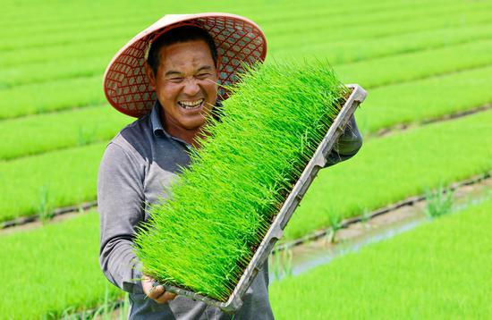 Rice seedling cultivation in full swing in Anhui