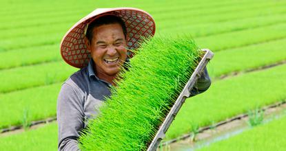 Rice seedling cultivation in full swing in Anhui