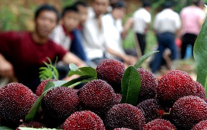 Five detained in Fujian over illegal additives on bayberries