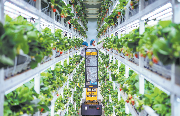 Workers tend strawberry plants at a modern agricultural park in Changxing county, Huzhou, Zhejiang province, on Wednesday. (FANG JINHUA/FOR CHINA DAILY)