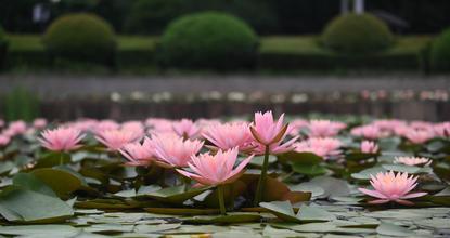 Wuyi's Meilangshan Park in Zhejiang full of life with blooming water lilies