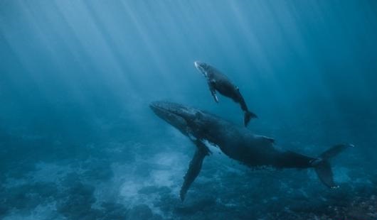 5.3-million-year-old whale graveyard hotspot found in Indian Ocean