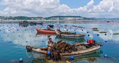 East China sees bustling summer farming at sea
