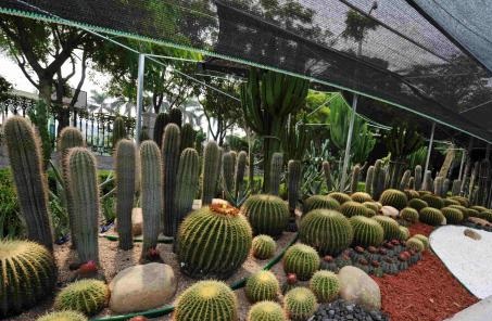 Yunnan village makes succulent profit