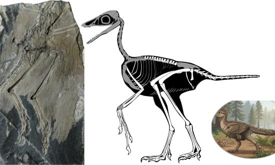 The species of Zhengheornis buyu, the smallest known long-tailed bird, and the skeletal reconstruction image of it (Photo: Courtesy of Institute of Vertebrate Paleontology and Paleoanthropology under the Chinese Academy of Sciences)