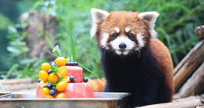 Four pandas celebrate first birthday at Zhengzhou Zoo