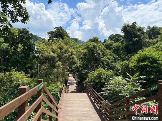 A view of Wild Elephant Valley in the Xishuangbanna National Nature Reserve, southwest China's Yunnan Province. (Photo: China News Network/Huang Fang)