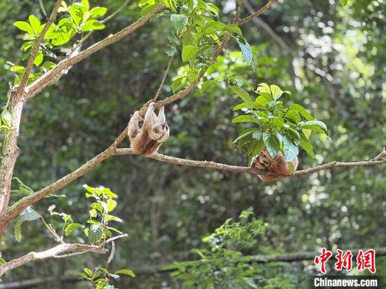 Slow lorises are seen at Wild Elephant Valley in the Xishuangbanna National Nature Reserve, southwest China's Yunnan Province, on July 14, 2026. (Photo: China News Network/Huang Fang)