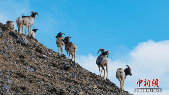 Argalis are seen in Dulan County, Qinghai Province, Dec. 9, 2025. (Photo provided to China News Service)