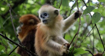 Golden snub-nosed monkeys enjoy summer cool in central China